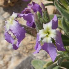 Image result for Blotiella sinuata