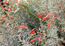 Image result for Epilobium