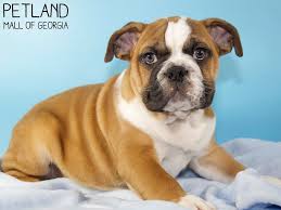 We are dedicated to owning and breeding american and english bulldogs that display the best attributes of the breed and continue to complete hearts and homes. English Bulldog Puppies Petland Mall Of Georgia