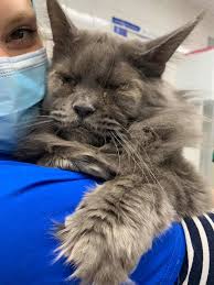 Cats with entropion have a genetic condition in which part of their eyelid is folded in towards their eyeball. Jasper S Life Changing Surgery London Veterinary Surgeries
