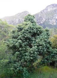 Image result for Solenangis conica