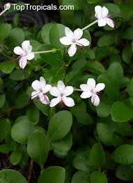 Image result for Clerodendrum umbellatum