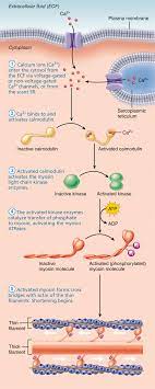 9 9 Smooth Muscle Is Nonstriated Involuntary Muscle Human Anatomy And Physiology Physiology Human Anatomy And Physiology Anatomy And Physiology