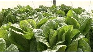 الخس تجربة ناجحة للزراعة المائية في فلسطين Youtube