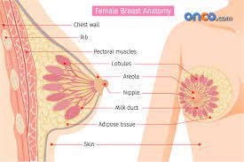 Use light, medium, and firm pressure. What Is Breast Cancer Its Types Signs Causes Treatments Onco