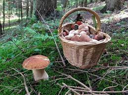 Grzybobranie#grzyby #grzybobranie #mushroomsgrzyby 2021 | grzybobranie 30.07.2021 | jamur liar 2021 | mushroo. Grzybobranie 2021 Sezon Na Grzyby Rozpoczety Wspaniale Borowiki Znalazla Mieszkanka Muszyny Zdjecia 13 08 21 Gazeta Krakowska