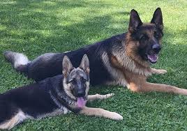 The german shepherd is a relatively new breed of dog, with its origin dating to 1899. Illinois German Shepherd Breeder Regis Regal German Shepherds