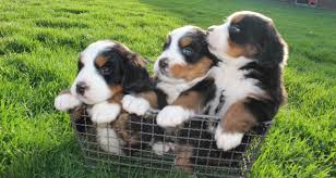 Bernese mountain dog puppies : Bernese Mountain Puppies For Sale Raised In Ohio S Heartland