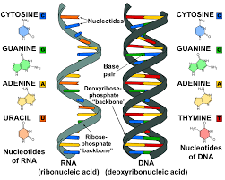 Rna is composed of adenine, cytosine, guanine, and uracil (u). Rna And Protein Synthesis Review Article Khan Academy