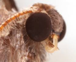 Image result for Operophtera fagata