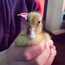 Caring For Abandoned Ducklings