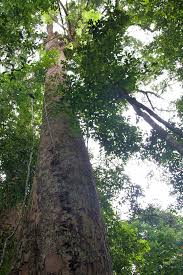 Montree lawang is on facebook. Jungle Sumatra Bukit Lawang Mokum Surf Club