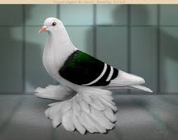 Black And White Pigeon Pictures Pin On لوحات حمام