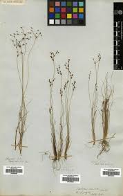 Image result for Bulbostylis densa