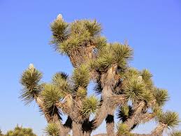 It's always nice to know your neighbors. American Travel Journal Joshua Tree National Park Joshua Trees In Bloom