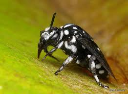 Black And White Wasp With Long Stinger May 2010 Nature S Place Bee Wasp Insect Bugs And Insects