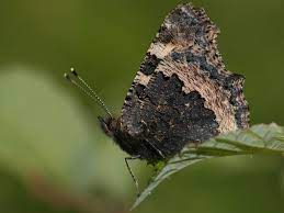 Butterfly Conservation Small Tortoiseshell