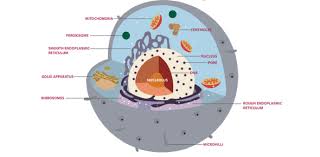 In the cellular envelope we find the cell membrane and the plasma membrane. Eukaryotic Cells Mcq Quiz Proprofs Quiz