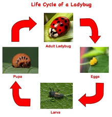 Studying With Elke Life Science Plant And Animal Life Cycles Ladybugs Preschool Ladybug Life Cycle Life Cycles