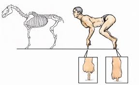 Japanese Illustrator Shows How Humans Would Look If We Had Various Animals Bone Structures 14 Pics Bored Panda Collection by kirsty ball • last updated 1 day ago. japanese illustrator shows how humans