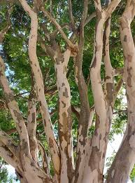 Image result for Caesalpinia ferrea