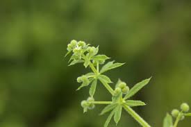 Image result for Galium spurium