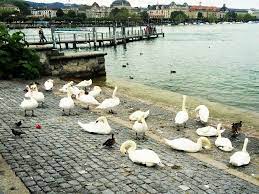 keine haie in der limmat zurich gregarious gecko zurich travel hidden places travel experience