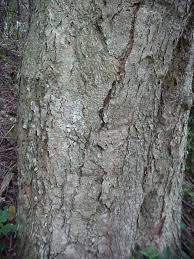Image result for Homalium dentatum
