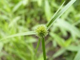 Image result for Kyllinga squamulata