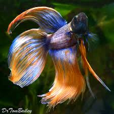 Besides the hmpk form, now the. Siamese Fighting Fish At Aquariumfish Net Where Shopping Online Forbetta Fish Is Fun