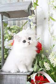 Cinderella Click Here Cute Cats And Dogs Kittens Cutest Baby Cats
