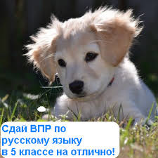 впр по русскому языку 5 класс 2017 ответы 1 вариант Vpr 2019 Russkij Yazyk 5 Klass Varianty S Otvetami V Poiskah Luchshego
