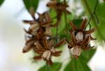 Image result for Turraea nilotica