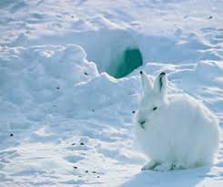 The arctic hare survives with shortened ears and limbs, a small nose, the fat that makes up close to 20% of its body, and a thick coat of fur. Animal Facts Arctic Hare Canadian Geographic