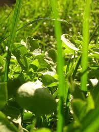 7 tipps für einen gesunden rasen ohne was hilft? Unkraut Im Rasen Vernichten 4 Schritte Zum Idealen Rasen