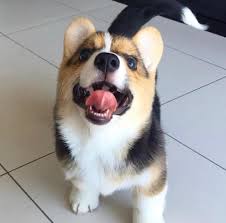 Have cowboy corgi puppies available! Playful Corgi Puppies Ready For Their New Homes Munds Park Arizona Facebook