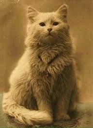 Animal Army On Twitter 1880 De Cekilen Bir Kedi Fotografi Simdiki Zaman Cekilen Kedi Fotografi Bu Kediler Iyice Bozdu Ataya Bak Toruna Bak Hey Yavrum Hey Https T Co Mzhsjgeiah