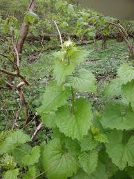 Epingle Sur Les Plantes Comestibles Dans Nos Regions