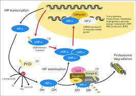 Hemmalaget siktar på att studsa tillbaka efter förlust. Summary Of Pathways Affecting Hypoxia Inducible Factor Hif Turnover Download Scientific Diagram