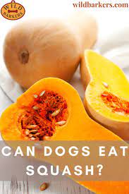Can Dogs Eat Squash Can Dogs Eat Butternut Squash Recipes Pumpkin Benefits