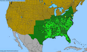 Image result for Kyllinga squamulata