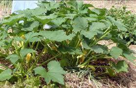 We did not find results for: Squash Bugs End Of The Season Strategy Tending My Garden