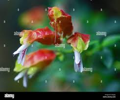 Image result for Justicia matammensis