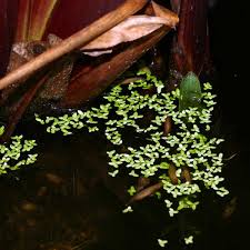 Image result for Lemna aequinoctialis