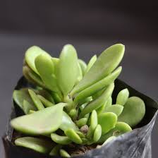 Image result for Crassula zombensis