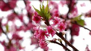 Cerejeira Do Japao Se Destaca Pelas Flores E E Usada No Paisagismo Flora G1