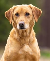 Happy New Year from Wildrose Texas! Here's to fresh mornings, steady  progress, and the timeless bond between handler and dog! #WildroseTexas  #Wildrose #Texas #WildroseKennels #Gundogs #DogTraining #LabsOfInstagram