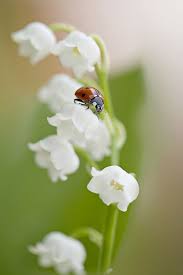 Check spelling or type a new query. Epingle Sur A Beautiful Flower
