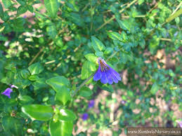 Image result for Sclerochiton hirsutus