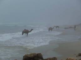 We'll look at which snakes lay eggs, and which when the babies are fully developed, the mother gives birth to them as ovoviviparous snakes do. During Late March The Camels Come Ashore To Lay Their Eggs Album On Imgur
